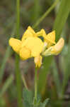 Bird's-foot trefoil